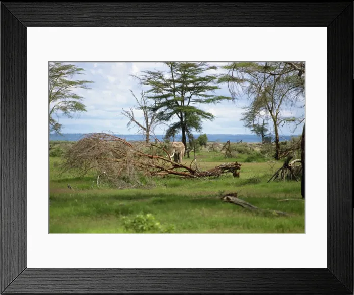 Framed Print : Elephant damage Framed Print : Elephant damage
