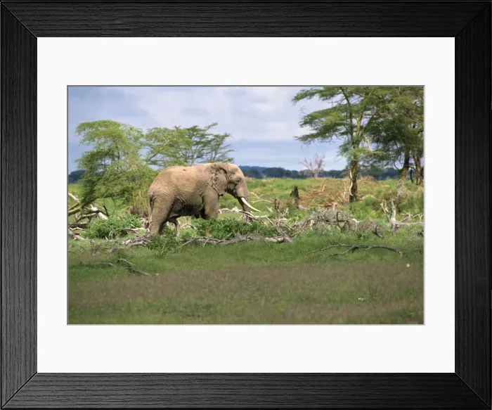 Framed Print : Elephant damage Framed Print : Elephant damage