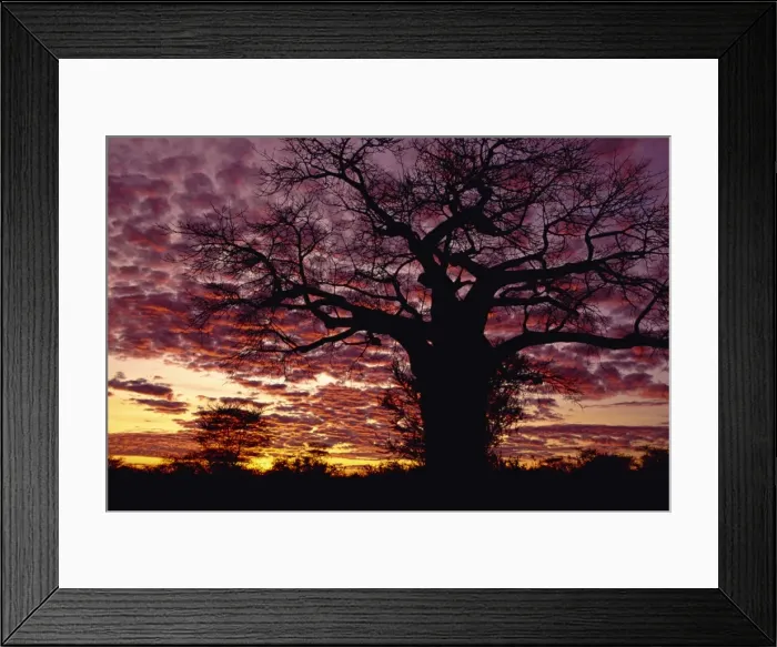 Framed Print : Baobab tree silhouetted by spectacular sunrise Framed Print : Baobab tree silhouetted by spectacular sunrise