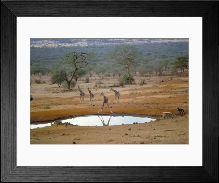 Framed Print : Giraffe, Tsavo West National Park Framed Print : Giraffe, Tsavo West National Park