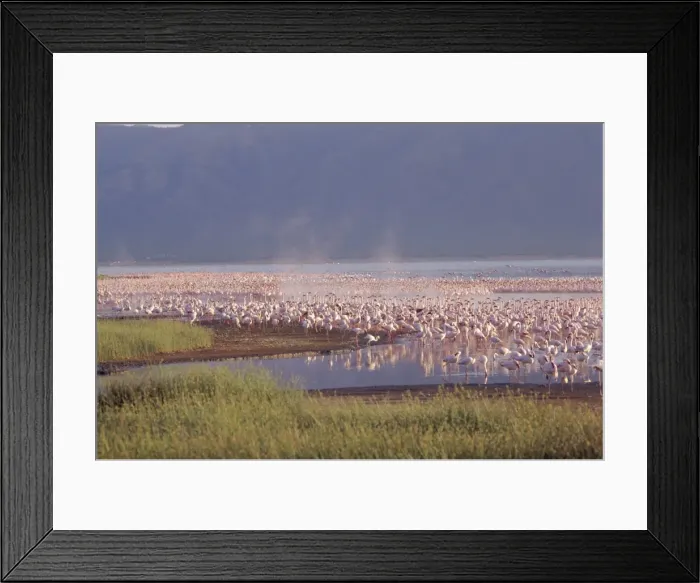 Framed Print : Flamingos, Lake Bogoria Framed Print : Flamingos, Lake Bogoria