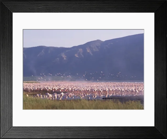 Framed Print : Flamingos, Lake Bogoria Framed Print : Flamingos, Lake Bogoria