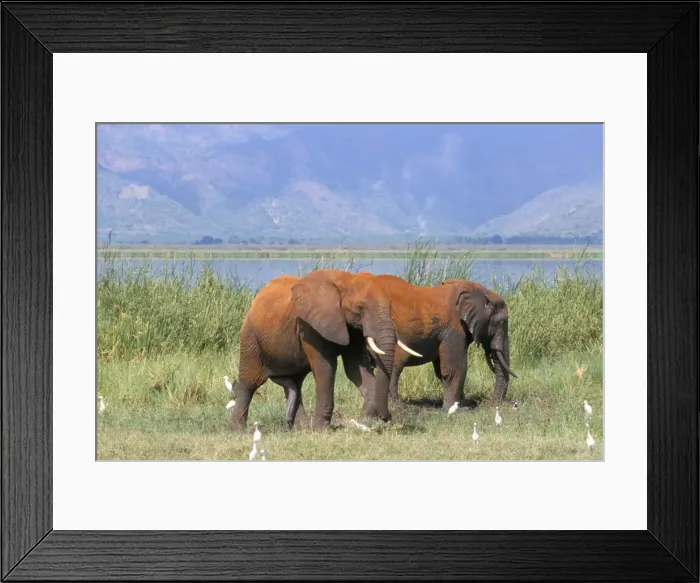 Framed Print : Elephants, Lake Jipe Framed Print : Elephants, Lake Jipe