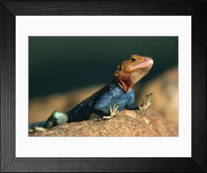 Framed Print : Close-up of an Agama Lizard taken in Tsavo National Park Framed Print : Close-up of an Agama Lizard taken in Tsavo National Park