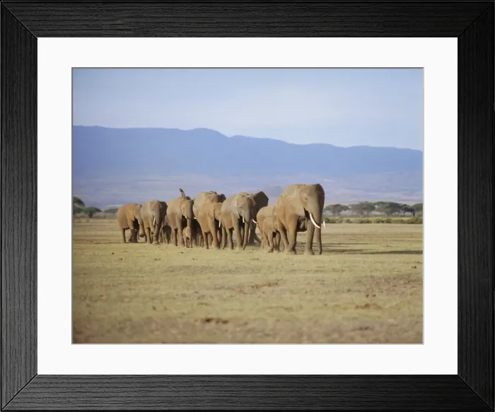 Framed Print : A group of elephants including young Framed Print : A group of elephants including young