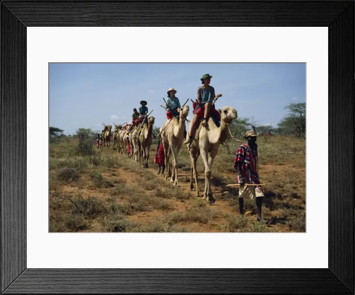 Framed Print : Tourists on camels Framed Print : Tourists on camels