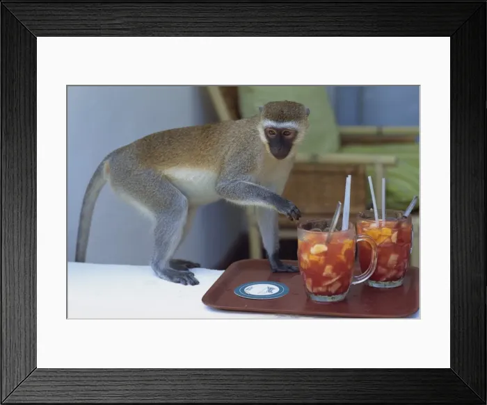 Framed Print : Vervet monkey stealing fruit from the hotel balcony in Mombasa Framed Print : Vervet monkey stealing fruit from the hotel balcony in Mombasa