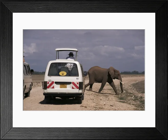 Framed Print : Tourist safari vehicle and elephant Framed Print : Tourist safari vehicle and elephant