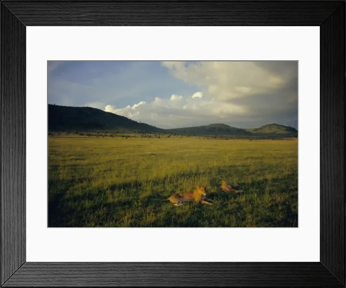 Framed Print : Lionesses in the Masai Mara National Reserve in the evening Framed Print : Lionesses in the Masai Mara National Reserve in the evening