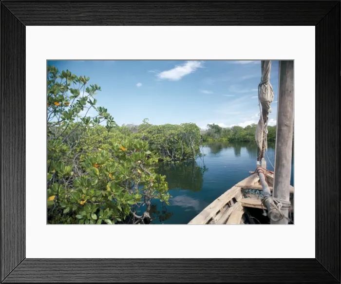 Framed Print : Mangrove swamp Framed Print : Mangrove swamp
