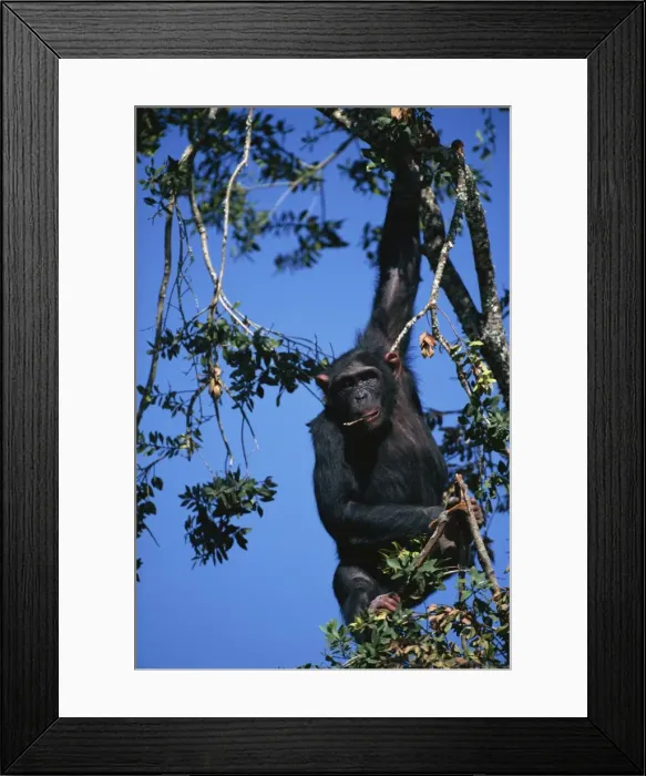Framed Print : Chimpanzee hanging in tree Framed Print : Chimpanzee hanging in tree