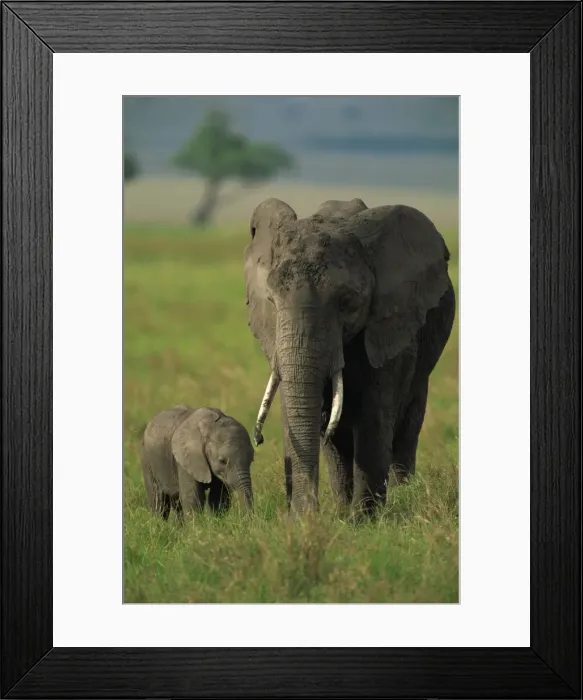 Framed Print : Female and calf Framed Print : Female and calf