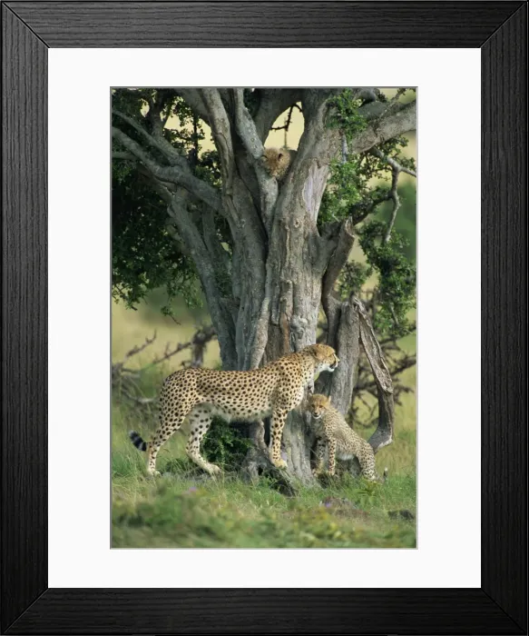 Framed Print : Cheetah cubs (Acinonyx jubatus) eight months old Framed Print : Cheetah cubs (Acinonyx jubatus) eight months old