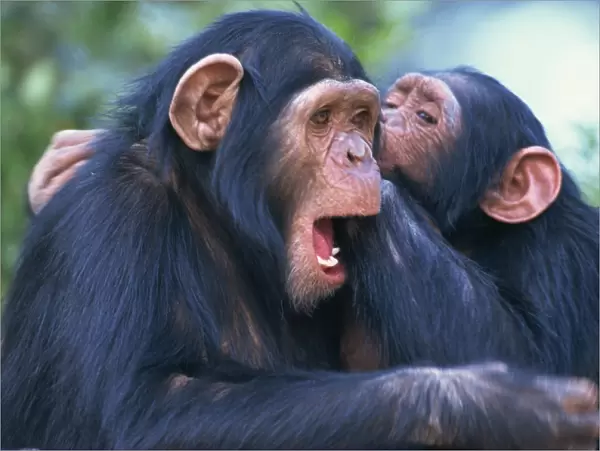 Chimpanzee sanctuary (Pan troglodytes)