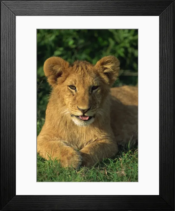 Framed Print : Lion cub (Panthera leo) Framed Print : Lion cub (Panthera leo)