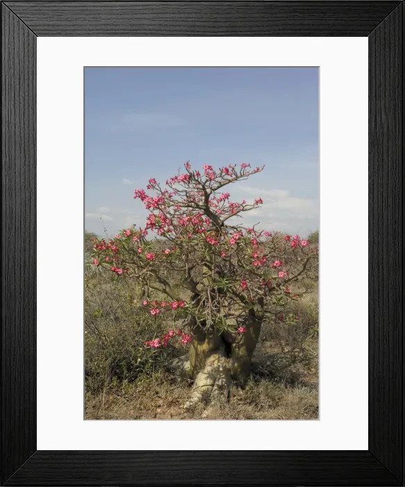 Framed Print : Desert rose