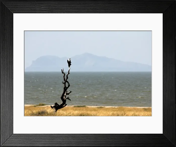 Framed Print : Fish eagle Framed Print : Fish eagle