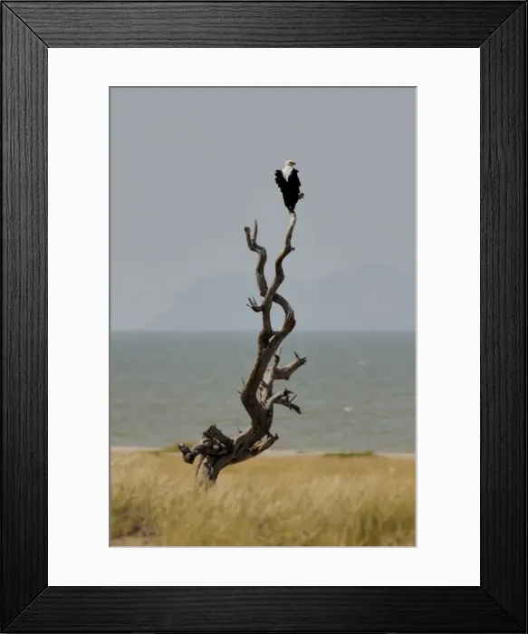 Framed Print : Fish eagle Framed Print : Fish eagle