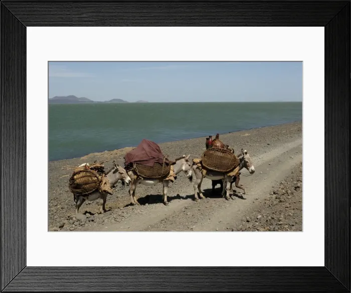 Framed Print : Donkeys, Lake Turkana Framed Print : Donkeys, Lake Turkana