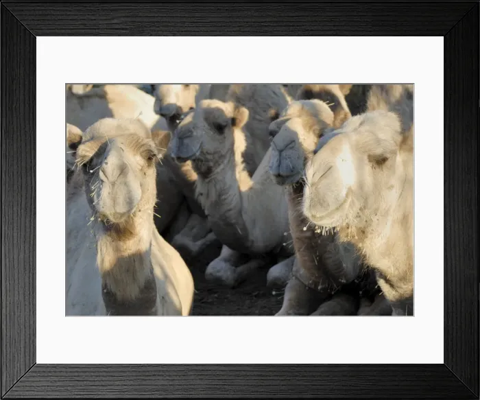 Framed Print : Camels appearing to have had acupuncture after eating acacia Framed Print : Camels appearing to have had acupuncture after eating acacia