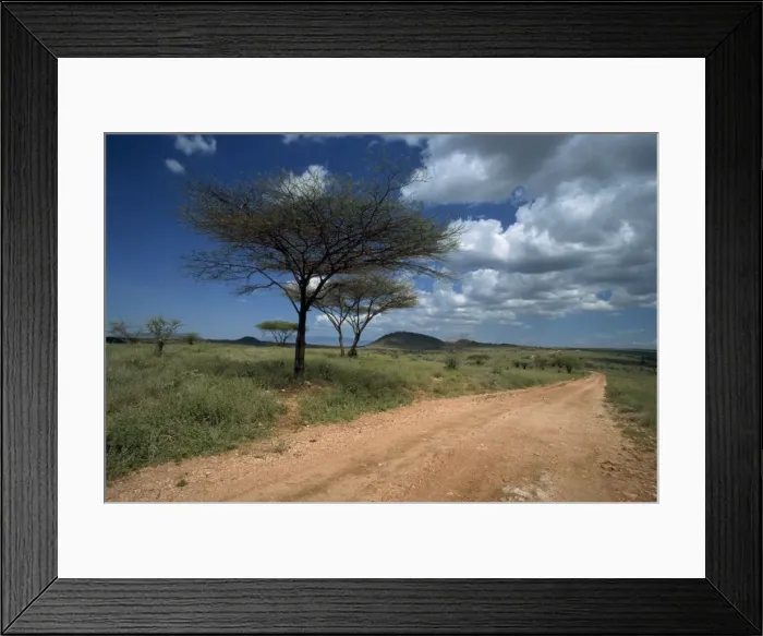 Framed Print : Dirt track road and acacia trees Framed Print : Dirt track road and acacia trees