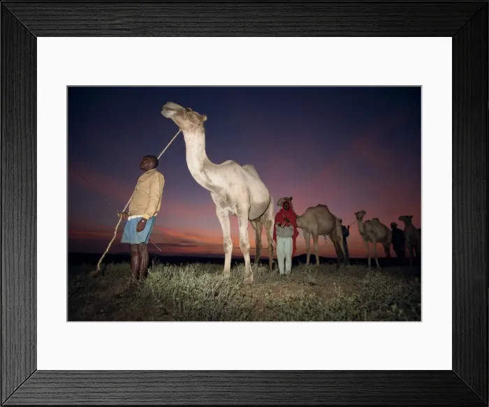 Framed Print : Normadic camel herder at dawn Framed Print : Normadic camel herder at dawn