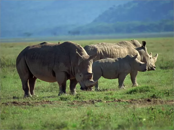 Black rhino family