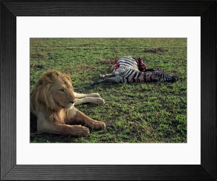 Framed Print : Lion guards his freshly caught zebra Framed Print : Lion guards his freshly caught zebra