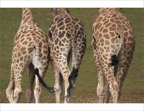 Rothschilds giraffes (Giraffa camelopardalis rothschildi