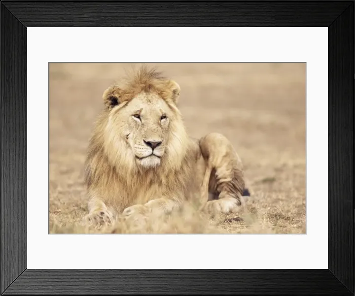 Framed Print : Male lion resting in the grass Framed Print : Male lion resting in the grass