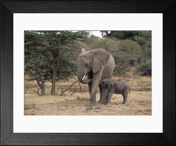 Framed Print : Mother and baby African elephant Framed Print : Mother and baby African elephant