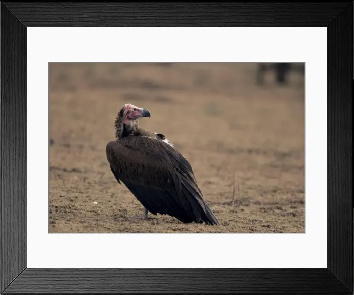 Framed Print : White-headed vulture Framed Print : White-headed vulture