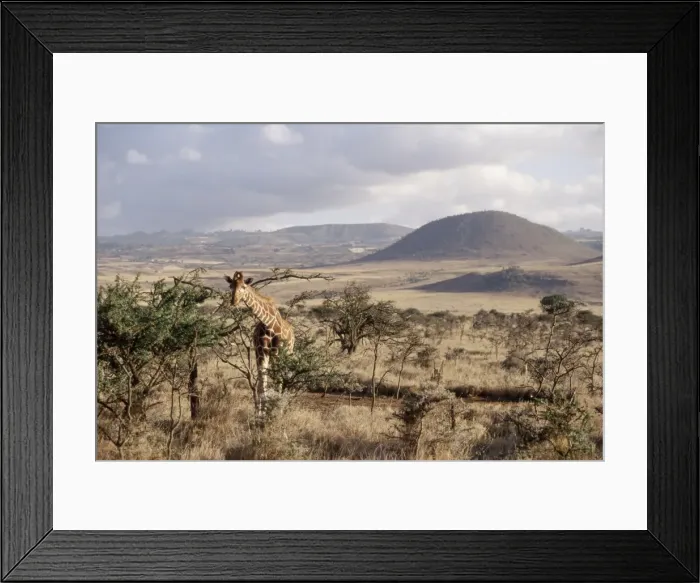 Framed Print : Giraffe, Kenya Framed Print : Giraffe, Kenya