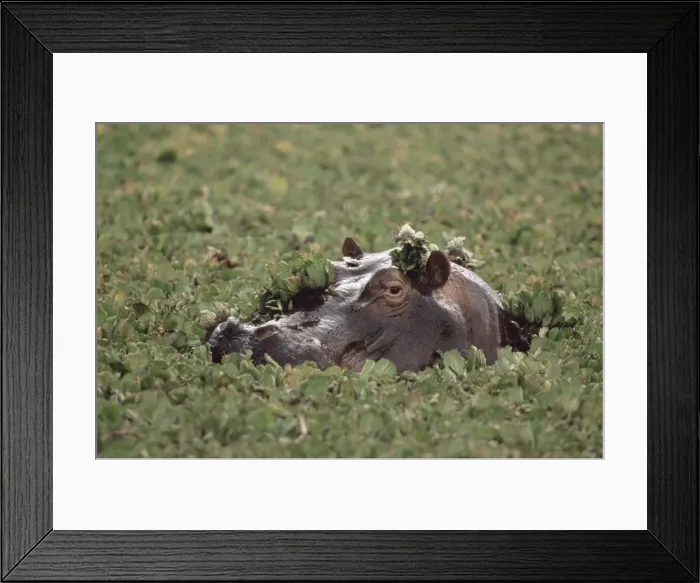 Framed Print : Hippopotamus in water Framed Print : Hippopotamus in water