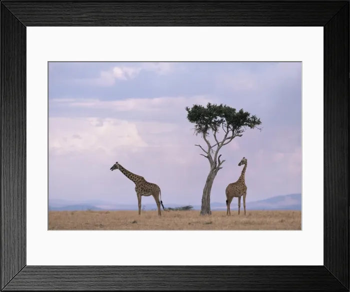 Framed Print : Two giraffes with acacia tree Framed Print : Two giraffes with acacia tree