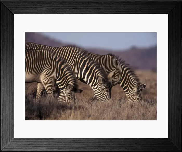 Framed Print : Zebras grazing Framed Print : Zebras grazing