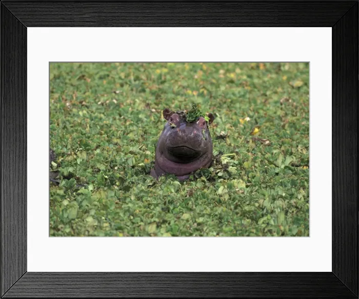 Framed Print : Hippopatamus in water Framed Print : Hippopatamus in water