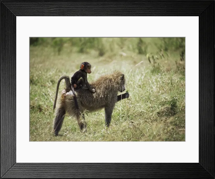 Framed Print : Olive baboon mother and baby (Papio cynocephalus anubis) Framed Print : Olive baboon mother and baby (Papio cynocephalus anubis)