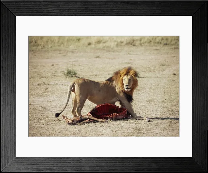 Framed Print : Male lion (Panthera leo) Framed Print : Male lion (Panthera leo)