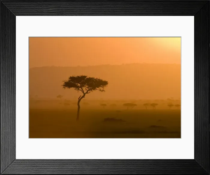 Framed Print : Acacia tree at sunset Framed Print : Acacia tree at sunset