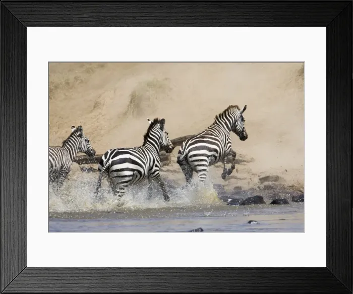 Framed Print : Common zebra or Burchells zebra Framed Print : Common zebra or Burchells zebra