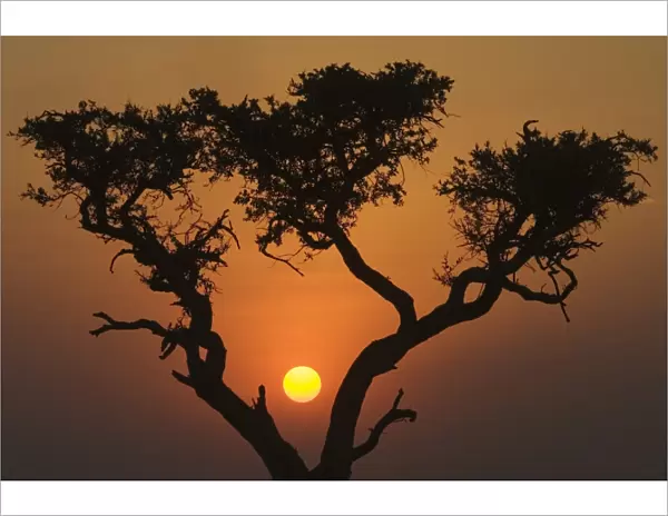 Sunset with an acacia