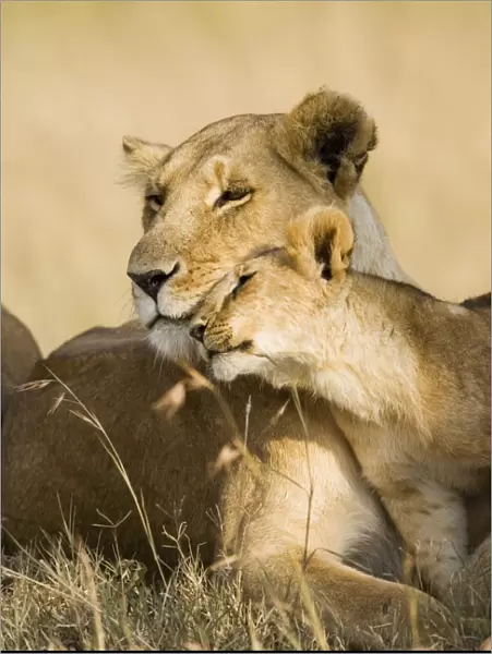 Lioness and cub (Panthera leo) showing affection