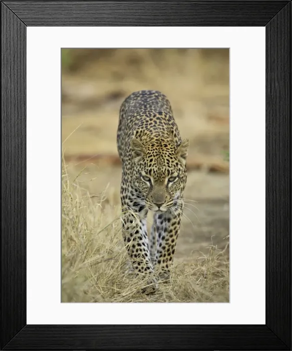 Framed Print : Leopard (Panthera pardus) walking straight towards the camera Framed Print : Leopard (Panthera pardus) walking straight towards the camera