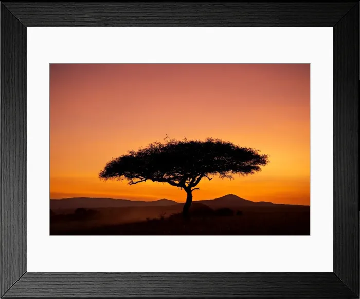 Framed Print : Acacia tree silhouetted at dawn Framed Print : Acacia tree silhouetted at dawn