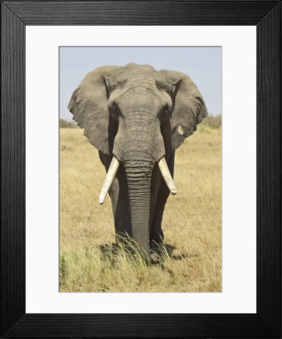 Framed Print : Front view of African elephant Framed Print : Front view of African elephant