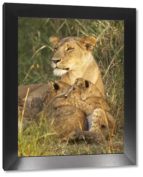 Lioness with two cubs (Panthera leo)