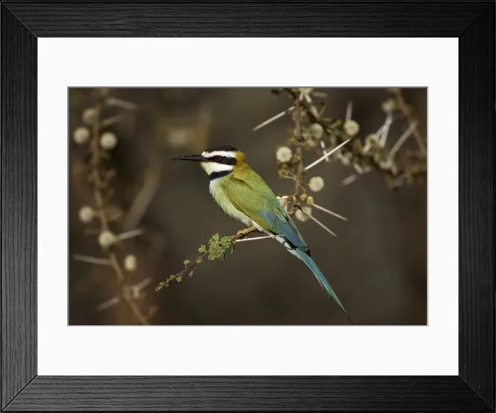 Framed Print : White-throated bee-eater Framed Print : White-throated bee-eater
