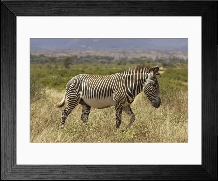 Framed Print : Male Grevys zebra (Equus grevyi) Framed Print : Male Grevys zebra (Equus grevyi)