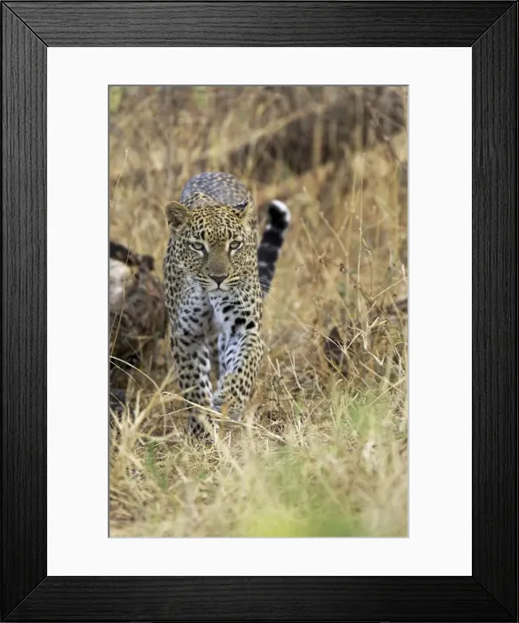 Framed Print : Leopard (Panthera pardus) approaching Framed Print : Leopard (Panthera pardus) approaching